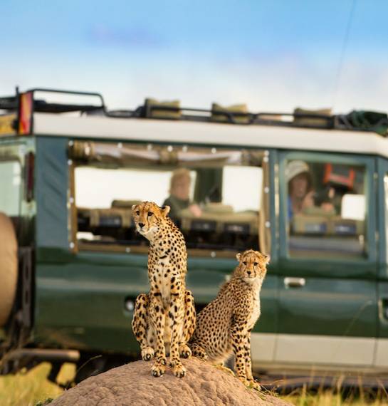 Two leapards in front of a truck in Kenya