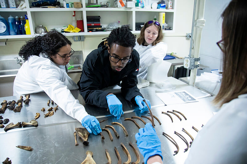 沙巴官网 students in the Biological and Forensic Anthropology Laboratory