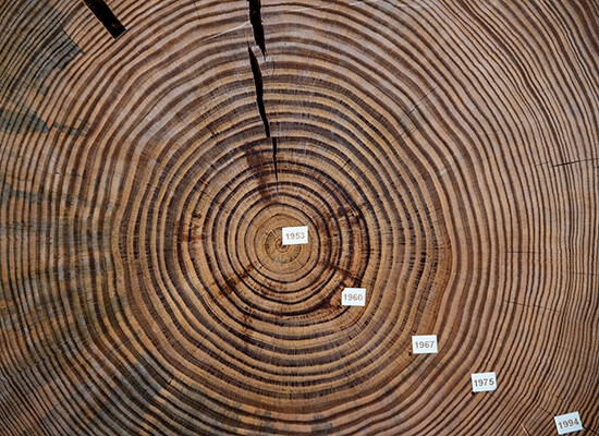 Dated tree rings