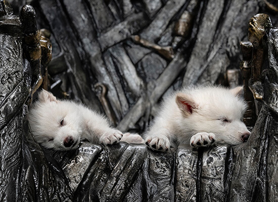wolf pups on the iron throne