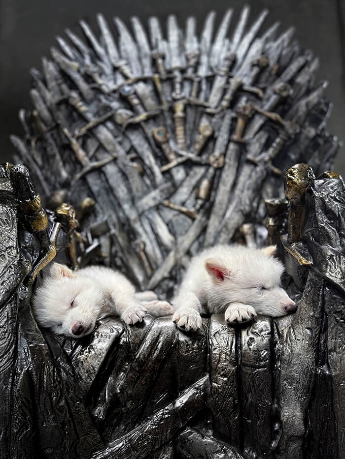 wolf pups on the iron throne